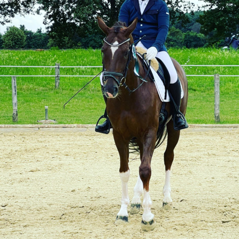 Equestrian Twinkle