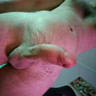Horny Marko
