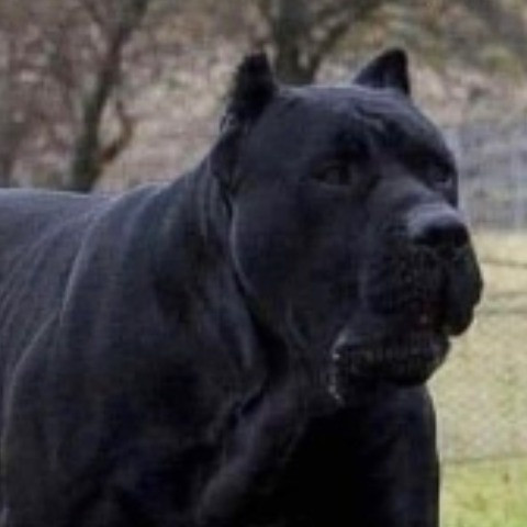 Saharapoco
