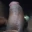 Tamillan