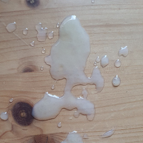 Snaut