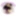 ChelaPine
