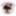 ChelaPine
