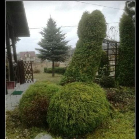 FelicjanCep