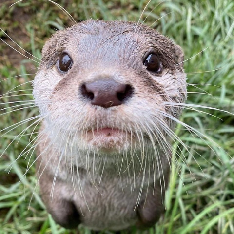 Ordinary Otter