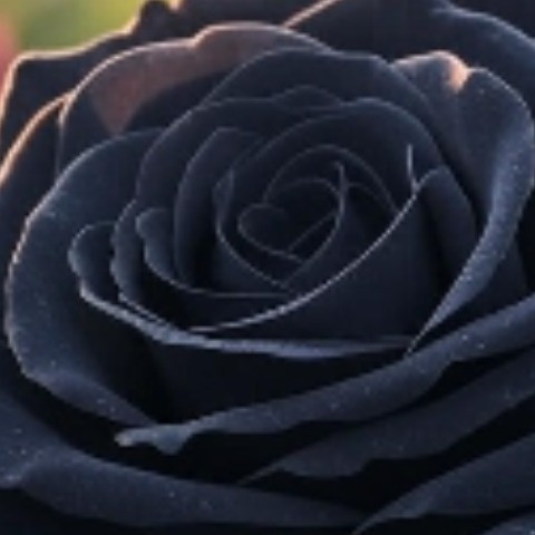 black-chubbirella