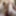 Sir Roy