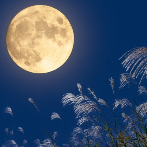 moon light