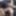 AmateurstarCasting