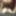 Anal_Angi_Rose