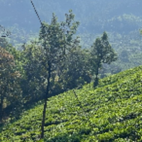 Mallucouple