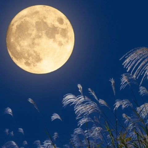 moon light
