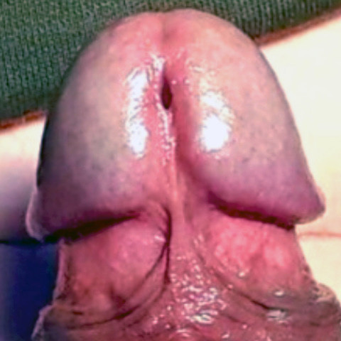 Snaut