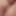 Wild Cock33