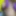 OptimaCums